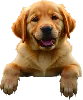 Image surprise